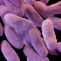 CRE: The superbug that spreads across the country