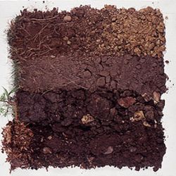 Soil types: The importance of what lies beneath ground level